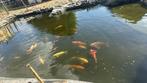 Koi vijver te kooop, Tuin en Terras, Vijvers, Ophalen