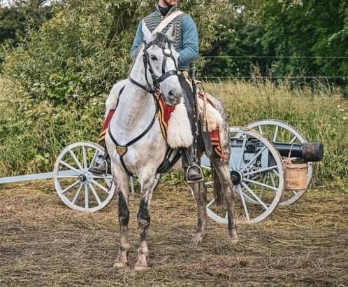 Bomproof project paardje/Epony, Dieren en Toebehoren, Paarden, Ruin, L, Minder dan 160 cm, 7 tot 10 jaar, Recreatiepaard, Ingeënt