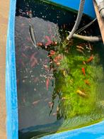 Différents types de poissons de bassin à vendre, Poisson(s) rouge(s)