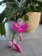 Grote, gezonde kerstcactus, roze bloemen., Huis en Inrichting, Ophalen, Halfschaduw, Cactus, Minder dan 100 cm