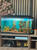 Tropisch zoetwater aquarium, Dieren en Toebehoren, Ophalen, Zo goed als nieuw, Gevuld zoetwateraquarium