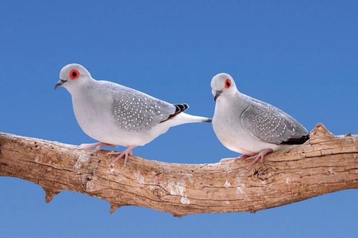 Diamant Duifjes 3 euro / Stuk, Dieren en Toebehoren, Vogels | Duiven, Overige soorten, Meerdere dieren