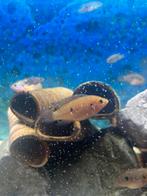 Hemichromis bimaculatus, Vis, Zoetwatervis