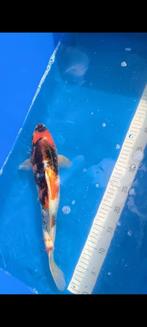 Koi te koop, Dieren en Toebehoren, Karper of Koi