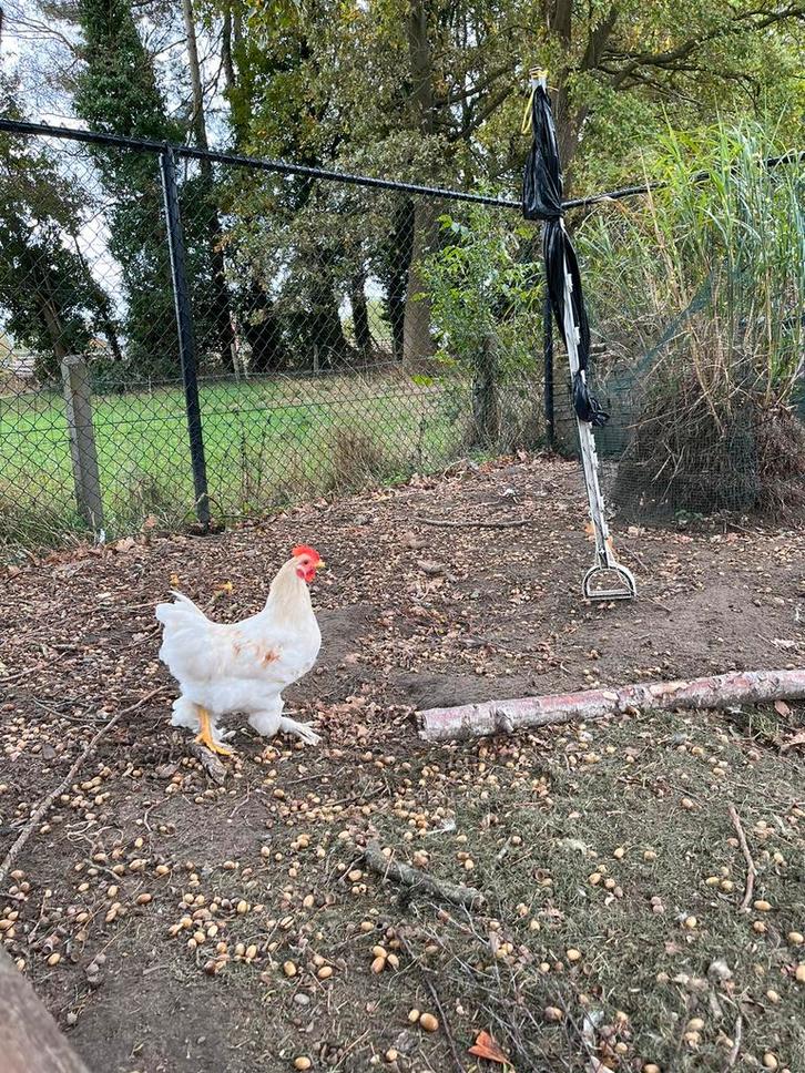 Olijf legger haan., Dieren en Toebehoren, Pluimvee, Kip, Mannelijk