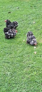 Koppel Cochin ruilen, Dieren en Toebehoren, Pluimvee, Meerdere dieren, Kip