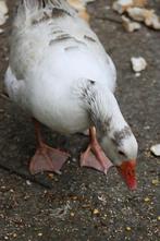 Ganzen te koop, Dieren en Toebehoren, Pluimvee, Meerdere dieren, Gans of Zwaan