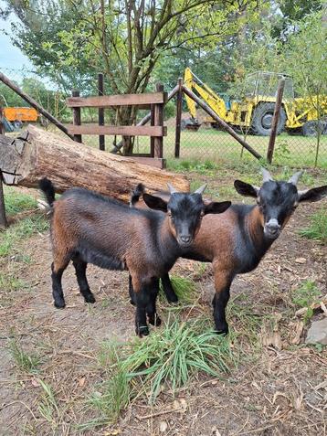 Dwerggeiten bokjes, Mâle, Chèvre, 0 à 2 ans