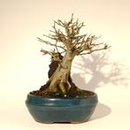 Acer buergerianum bonsai - drietandsesdoorn, Enlèvement ou Envoi, En pot, Autres espèces, Ombre partielle