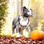 PRACHTIGE AMERICAN BULLY PUPS, België, Overige rassen, 8 tot 15 weken, Meerdere