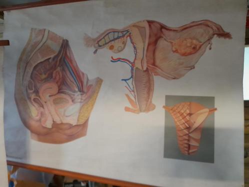 Vintage linnen schoolkaart schoolplaat vrouwelijk bekken, Antiek en Kunst, Antiek | Schoolplaten, Ophalen of Verzenden