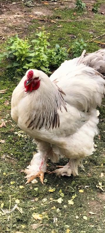 Buff Columbian brahma