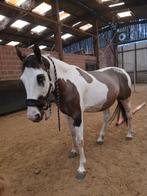 Ruin 14 jaar, Dieren en Toebehoren, Paarden, Ruin, 160 tot 165 cm, Westernpaard, 11 jaar of ouder
