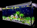 Aquarium volledige installatie, Dieren en Toebehoren, Ophalen, Zo goed als nieuw, Leeg aquarium