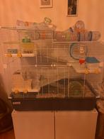 2 hamsters nains russes ! À VENDRE !, Hamster, Domestique, Plusieurs animaux, Juillet