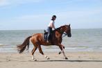 paard, Dieren en Toebehoren, Paarden, 175 cm of meer, Gechipt, Ruin, M