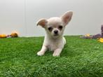 Chihuahua pups