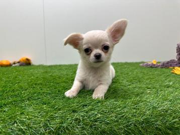 Chihuahua pups beschikbaar voor biedingen