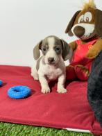 Teckel dwergteckel pups, Dieren en Toebehoren, België, 8 tot 15 weken, Korthaar, CDV (hondenziekte)