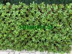 Vouwhaag Schefflera Safegarden zeer scherpe prijs -30%, Tuin en Terras, Ophalen, Nieuw, Kunststof