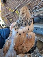 Brahma Columbia Buff zwart haantjes, Dieren en Toebehoren, Pluimvee