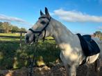 Paard te koop 15 jaar – bomproof en zacht karakter, Dieren en Toebehoren