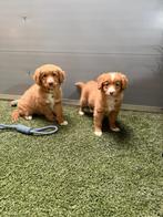 Prachtige nova scotia duck tolling retriever pups, Dieren en Toebehoren, België, Overige rassen, CDV (hondenziekte), 8 tot 15 weken