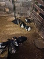 Jonge barberie eenden te koop, Dieren en Toebehoren, Vogels | Overige Vogels