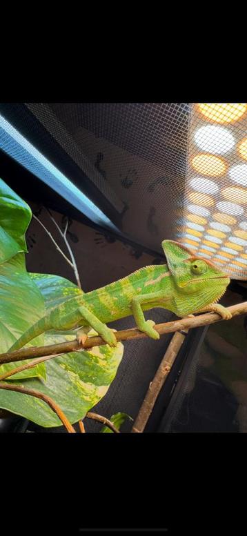 Yemen Kameleon man  beschikbaar voor biedingen