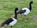 ekstergans @ paradijshof, Dieren en Toebehoren, Pluimvee, Meerdere dieren, Gans of Zwaan