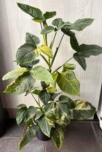 Syngonium Scrambled Eggs, Huis en Inrichting, Kamerplanten, Ophalen of Verzenden