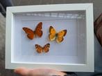 Opgezette vlinders, Verzamelen, Dierenverzamelingen, Zo goed als nieuw, Ophalen