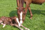Geboortemelder/Birth alarm voor paarden te huur, Ophalen