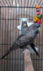 Perruche Noire ( je cherche ), Perruche