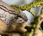 Gargoyle gekko vrouwtje, Hagedis, 0 tot 2 jaar