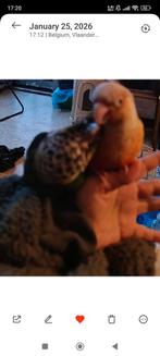 550€2 stuck tame pyrhuuras, Dieren en Toebehoren