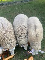 jonge ooitjes te koop, Dieren en Toebehoren, Schapen, Geiten en Varkens, Vrouwelijk, Schaap, 0 tot 2 jaar