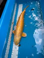 60 cm koi, Dieren en Toebehoren, Vissen | Vijvervissen, Karper of Koi