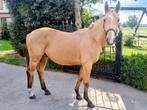 2,5 jarige zangersheide ruin, Dieren en Toebehoren, Paarden, Ruin
