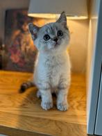 Brits korthaar, Kater, Gechipt, 0 tot 2 jaar