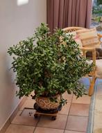 Zeer oude en grote Jadeplant - ongeveer 80cm breed en 90 h, Tuin en Terras, Ophalen