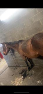 Oudere merrie zoekt huisje, 11 ans ou plus, Poney western, Avec pedigree, Ne s'applique pas