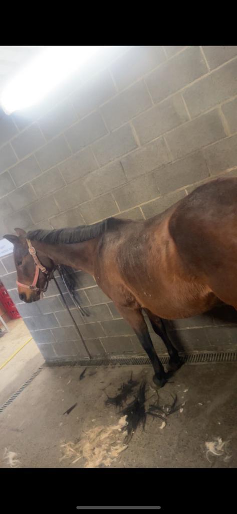 Oudere merrie zoekt huisje, Animaux & Accessoires, Poneys, Jument, Ne s'applique pas, Poney E (1.48 m - 1.57m), Poney western