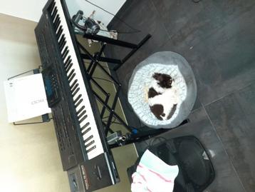 roland p800 beschikbaar voor biedingen