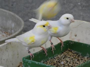 enkele koppels kanaries mozaiek geel, geen losse poppen beschikbaar voor biedingen