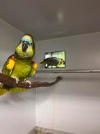 BLauwvoorhoofd amazone, Dieren en Toebehoren, Vogels | Parkieten en Papegaaien, Meerdere dieren, Papegaai, Geringd
