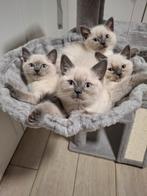 Britse korthaar kittens  ️️BLUE POINT️.   ❗️ nog 1 poesje ❗️, Dieren en Toebehoren, Katten en Kittens | Raskatten | Korthaar, Meerdere dieren