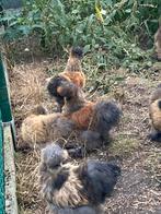 USA zijdehoen, Dieren en Toebehoren, Pluimvee, Meerdere dieren, Kip