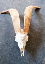 schedel van een grote  bok, Enlèvement, Crâne