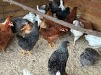 Legkippen ruime keuze dit weekend, Dieren en Toebehoren, Pluimvee, Vrouwelijk, Kip